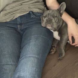 French Bulldog Puppies from Frenchie Paws