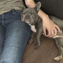 French Bulldog Puppies from Frenchie Paws