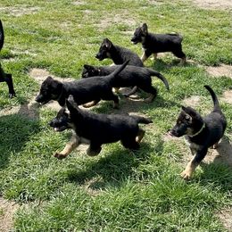 German Shepherd Puppies from Wonder Paws German Shepherds