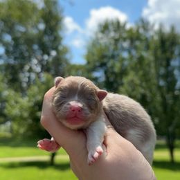 Doc Hudson - Lavender male Pomeranian puppy in Perry County, Ohio from Speechless Pom’s