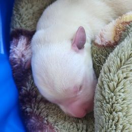 White Lab Puppy - Yellow female Labrador Retriever puppy in Arizona from Lily's White Labs