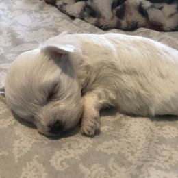 Maltese Puppies from Emotional Amor Support