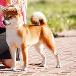 Shiba Inu from Tokubetsuna Shibas