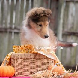 Big Max - Sable male Collie puppy in Manhattan, Kansas from Covenant Collies