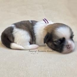 Brindle and White Female - Purple Collar - Brindle and white female Shih Tzu puppy in Waynetown, Indiana from Swaying Sycamore Farm