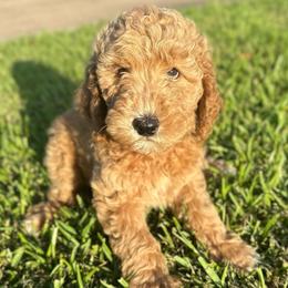 Benjamin - Red  male Goldendoodle puppy in Pasadena, Texas from Toledo Creek Doodles