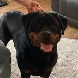 Dasha - Rottweiler
