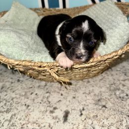 Miniature American Shepherd and Toy Australian Shepherd Puppies from Faith River Aussies