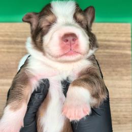 Jasmine3Boy5- RTM,NBT, blue eyes likely, CHIC-OFA-DNA-AKC Titled Parents - Red tri-color male Australian Shepherd puppy in South Hill, Virginia from Silverside Aussies LLC