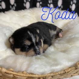 Koda - Tri-color male Pomsky puppy in Battle Creek, Michigan from T-Rose’s Bernedoodle & Pomsky Puppies
