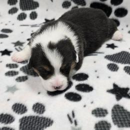 ASHER - Black and tan male Pembroke Welsh Corgi puppy in Walker, Iowa from Double K Corgis