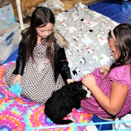 Bernese Mountain Dog Puppies from Baby Bear Bernese Kennel