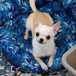 Barbie - Cream female Chihuahua puppy in Orlando, Florida from Destiny Chihuahuas