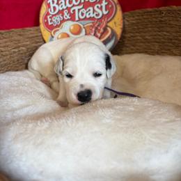 Bagel- Purple(Long Coat) - White and black female Dalmatian puppy in Claremore, Oklahoma from Lotsofdots Dalmatians