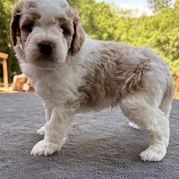 Goldendoodle Puppies from Bethel Stream Goldendoodles