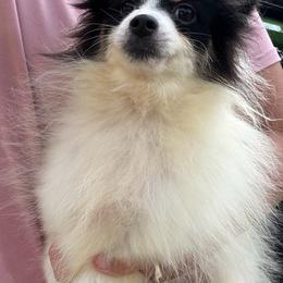 Trey - Black and white male Pomsky puppy in Junction City, Ohio from JC Pups