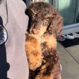 Fudge - Brown female Poodle puppy in Corona, California from Garden Of Poodles