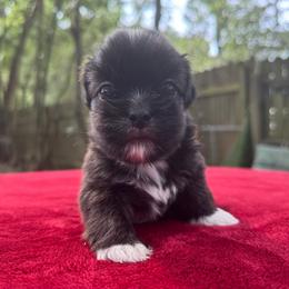 Boy 4 - Tricolor male Shih Tzu puppy in Mobile, Alabama from FluffyTail Shih Tzu