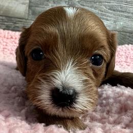 Ruby - Red female Cavapoo puppy in Camden, Michigan from FurEver Friends Finder