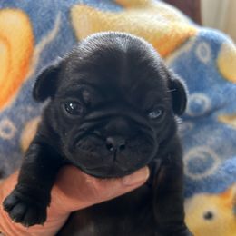 Girl 4 - Black female Pug puppy in Norborne, Missouri from Pug Palace