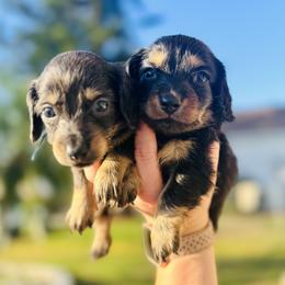 Dachshund Puppies from Davidson's Dachshunds