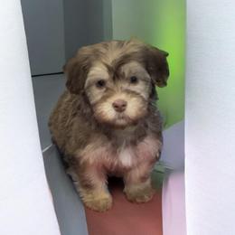 Male 2 - Chocolate sable male Havanese puppy in Medina, Ohio from Momma's Minis