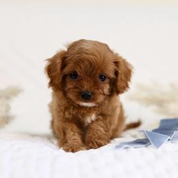 Oso - Red male Cavapoo puppy in Queen Creek, Arizona from Dulcito Doodles