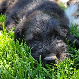 Cici - Black and white female Assorted Doodle Crosses puppy in Blackfoot, Idaho from Lucky Pup Meadows