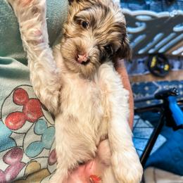 Goldendoodle Puppies from The W Doods