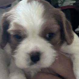 Girl 1 - Blenheim female Cavalier King Charles Spaniel puppy in Morriston, Florida from Cutesy Cavaliers