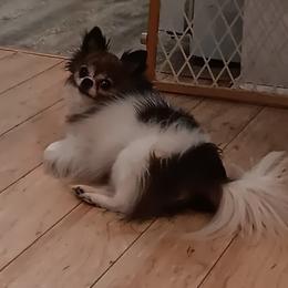 Jerry - Chihuahua