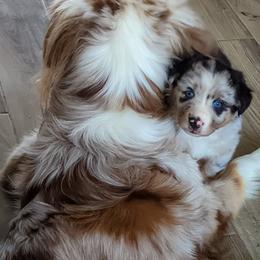 Australian Shepherd and Pomeranian Puppies from Sandy Aussie's