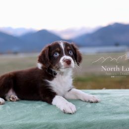 Lincoln - Red tri-color male Aussiedoodle puppy in Hamilton, Montana from North Lake Aussies