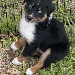 Australian Shepherd Puppies from Baker Green Hill Aussies