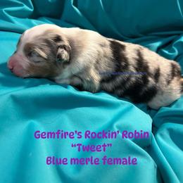 Tweet - Blue merle female Australian Shepherd puppy in Muncie, Indiana from Gemfire Australian Shepherds