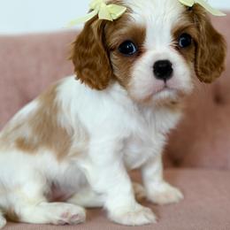 Ada - Blenheim female Cavalier King Charles Spaniel puppy in Greensboro, North Carolina from Hyde Park Cavaliers