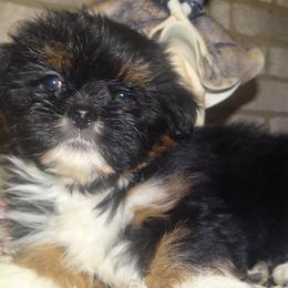 AKC LILETH - Black and tan female Lhasa Apso puppy in Fort Washington, Maryland from GyanGanj Lhasa Apso