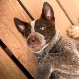 Xeno (ASDR) - Red speckled male Australian Cattle Dog puppy in Marana, Arizona from Impact 3rd Australian Cattle Dogs