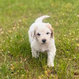 Waco - Cream male Goldendoodle puppy in Pittsburg, Texas from Grace Springs Goldendoodles