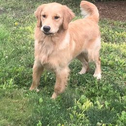 Golden Retriever All Grown Up from Trisha Ferris' Golden Retrievers