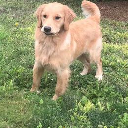 Golden Retriever All Grown Up from Trisha Ferris' Golden Retrievers