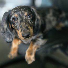 Pebbles - Dachshund