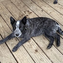 Sammie  - Australian Cattle Dog