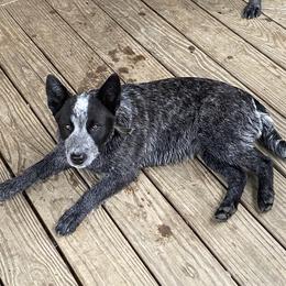 Sammie  - Australian Cattle Dog