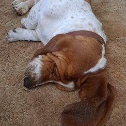 Basset Hounds from Hilliards Basset Hound Buddies