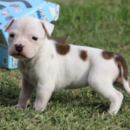 Lulu - Red female American Staffordshire Terrier puppy in Guilford County, North Carolina from Explicit Kennel