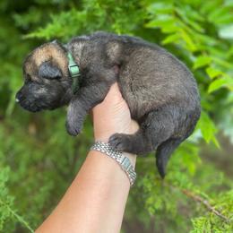 Green Collar Male - Sable male German Shepherd puppy in Milan, Illinois from Stonewick German Shepherds