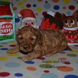 Claudia - Red female Cockapoo puppy in Hopkins, South Carolina from Sugar and Spice Cockapoos