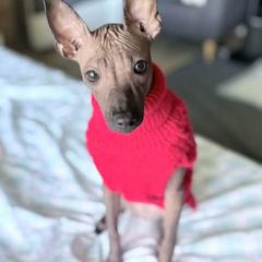 Xoloitzcuintli Puppies from Xolos Jazmin