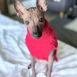Xoloitzcuintli Puppies from Xolos Jazmin